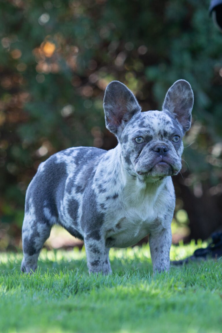 Amber French Bulldogs From Europe