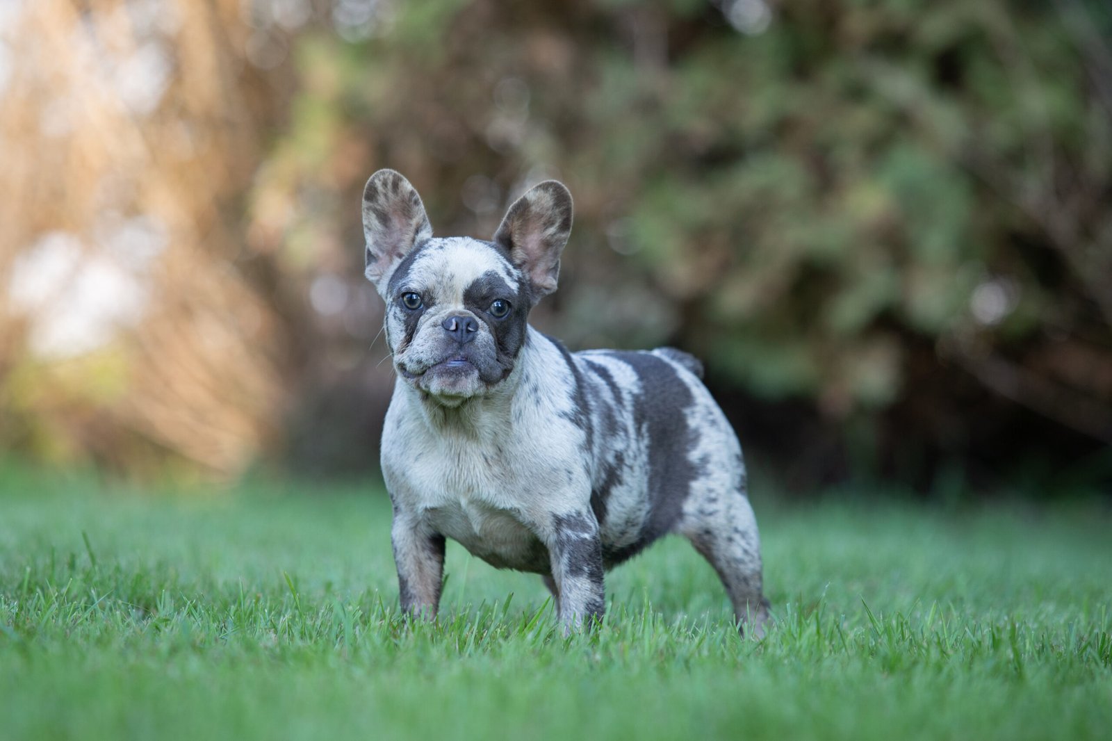 French Bulldogs From Europe