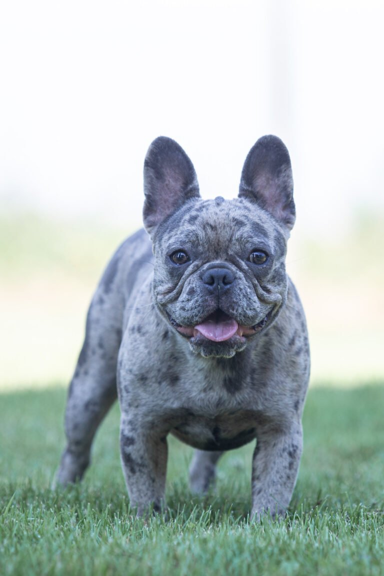 Bess French Bulldogs From Europe