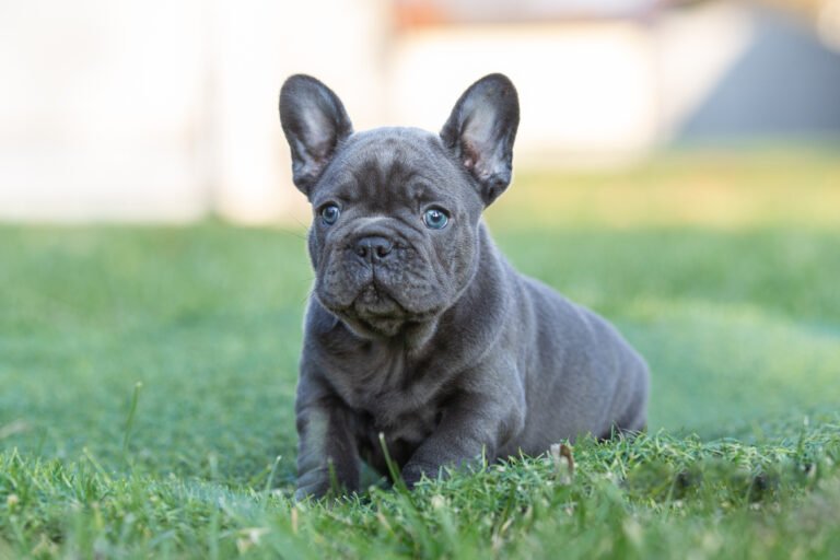 Max French Bulldogs From Europe