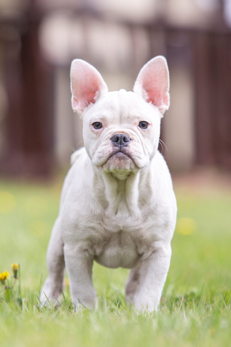 Angel French Bulldogs From Europe