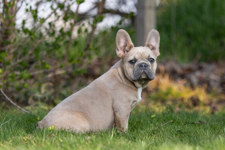 Base French Bulldogs From Europe