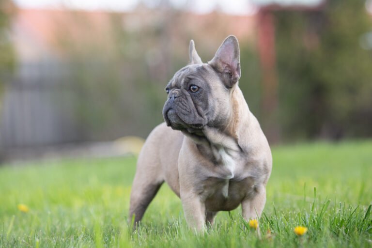 Fanny French Bulldogs From Europe