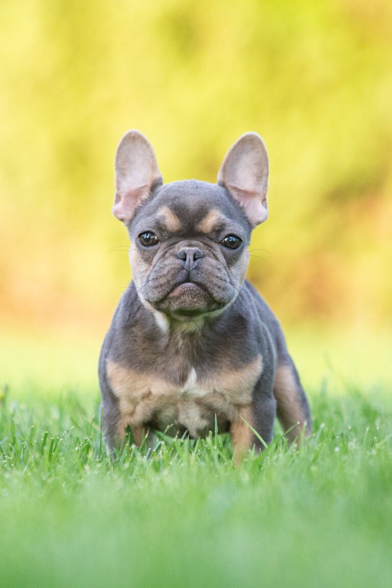 Lena French Bulldogs From Europe