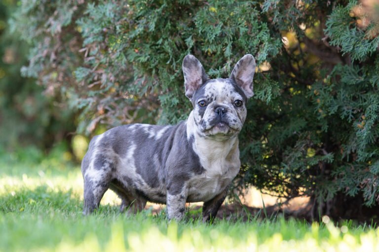 Annabelle French Bulldogs From Europe