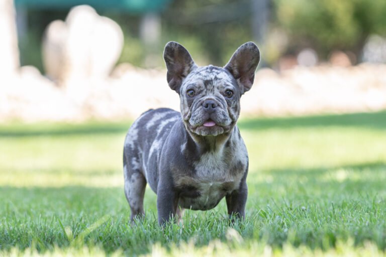 April French Bulldogs From Europe