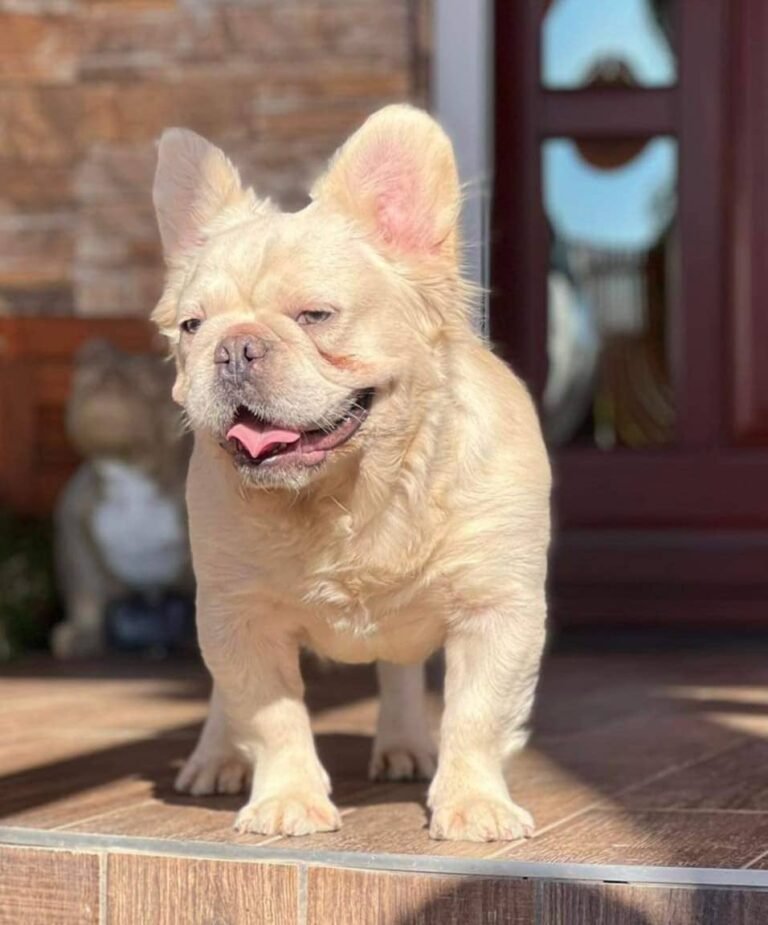 Cosmo French Bulldogs From Europe